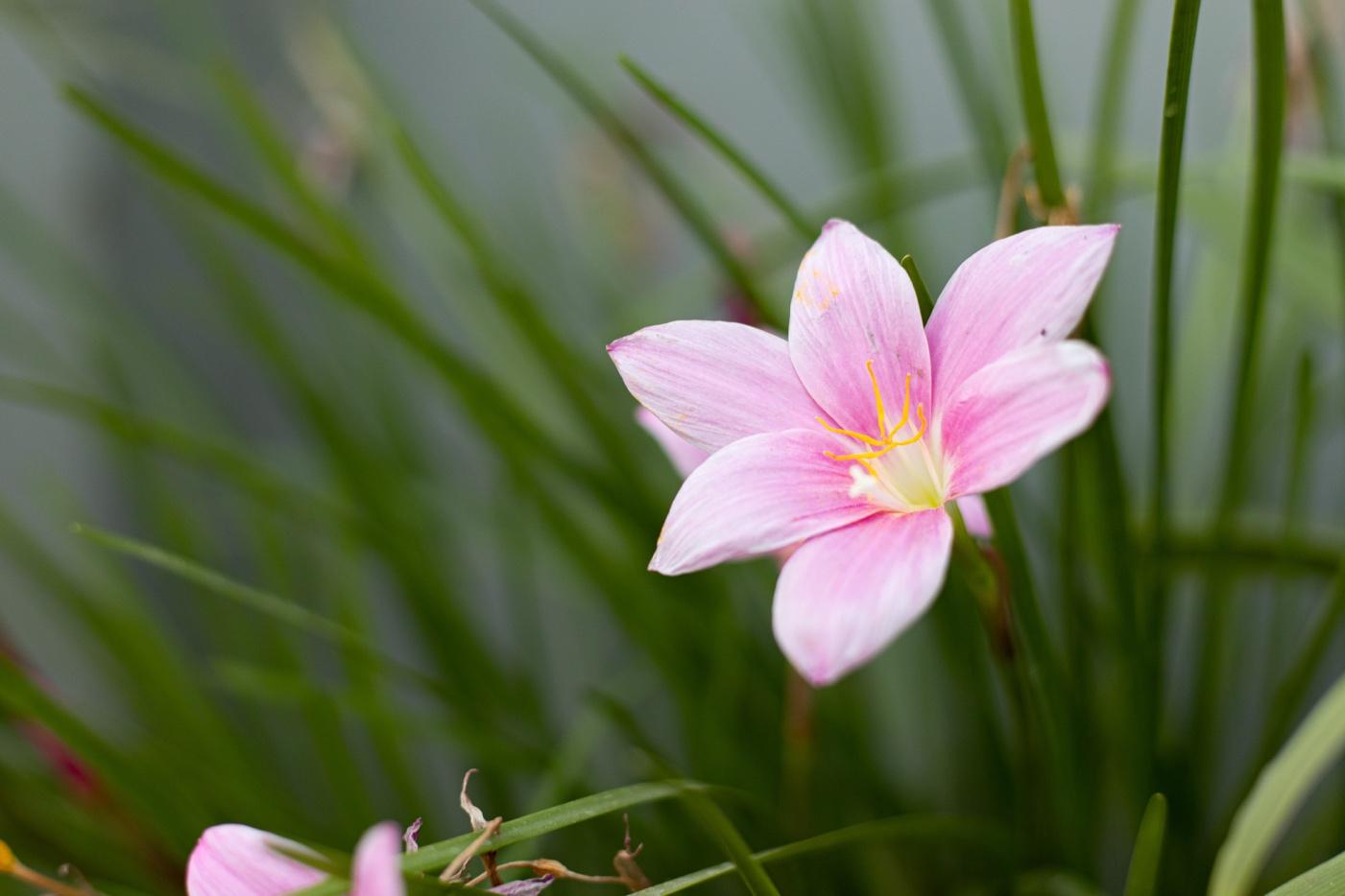Pink Rain Lily